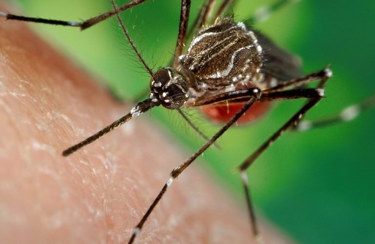 Dengue awareness campaign has been intensified to control dengue in timeڈینگی