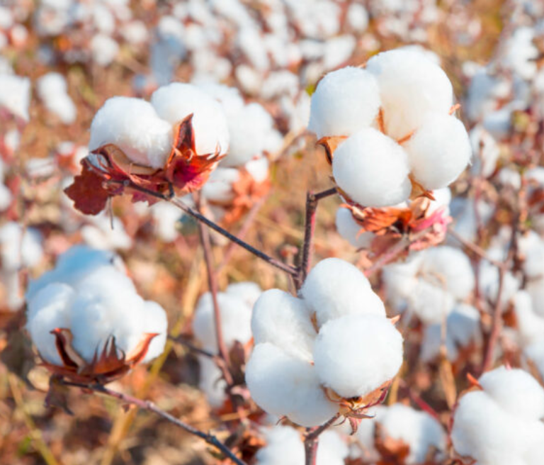 pakistan cotton industry