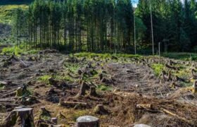Deforestation Fueling the Fury of Cloudbursts and Floods in Khyber Pakhtunkhwa