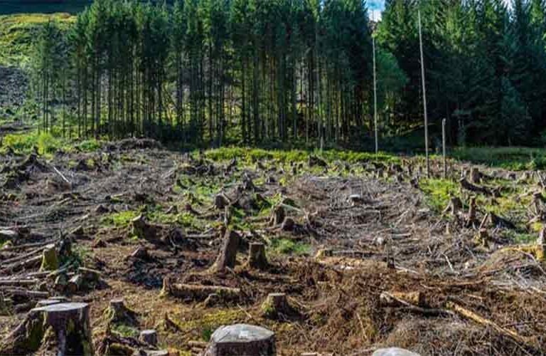 Deforestation Fueling the Fury of Cloudbursts and Floods in Khyber Pakhtunkhwa