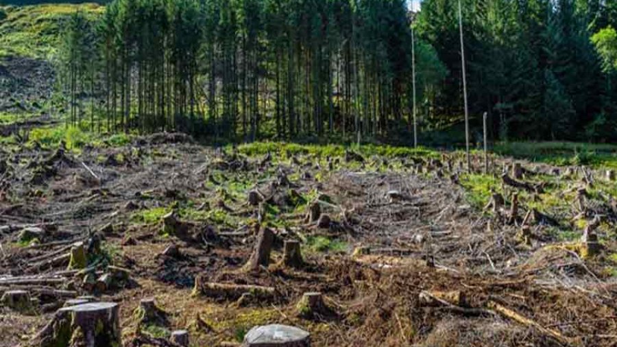 Deforestation Fueling the Fury of Cloudbursts and Floods in Khyber Pakhtunkhwa