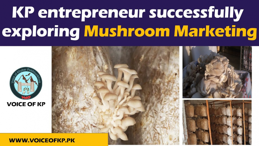 KP entrepreneur successfully exploring Mushroom Marketing