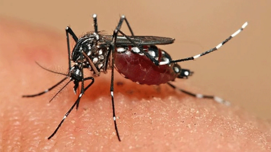 Aedes_mosquito