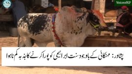 Eid ul Adha 2023