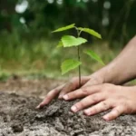Mega tree plantation campaign launched in Abbottabad on Independence Day
