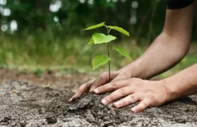 Mega tree plantation campaign launched in Abbottabad on Independence Day