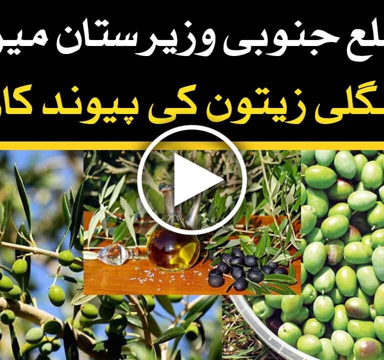 Waziristan olive