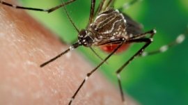 Charsadda: Dengue Outbreak, Health Advisor Notice