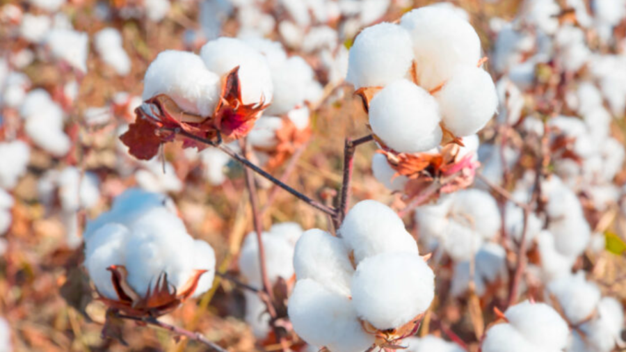 pakistan cotton industry