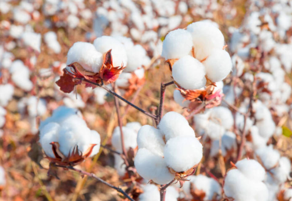 pakistan cotton industry