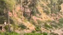 trees cutting in swat continued