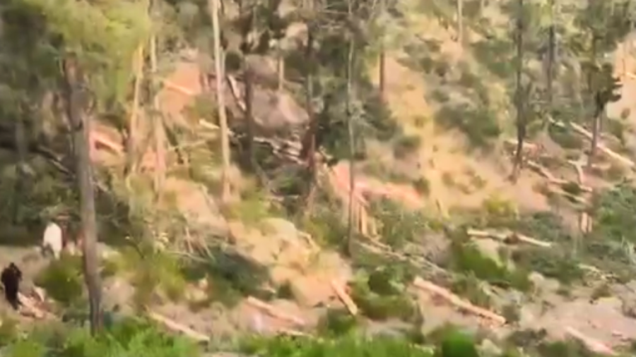 trees cutting in swat continued