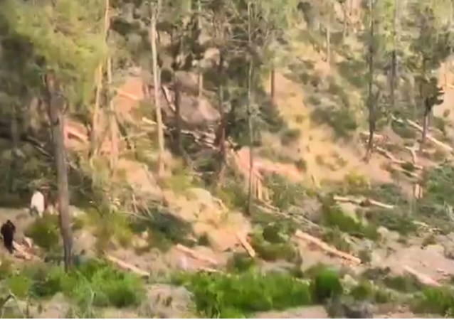 trees cutting in swat continued