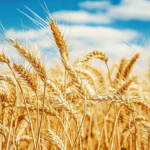 KP government releases wheat from government warehouses to flour mills
