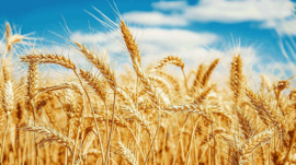 Khyber Pakhtunkhwa: Wheat procurement process started from May 7