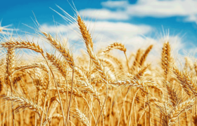 Khyber Pakhtunkhwa: Wheat procurement process started from May 7