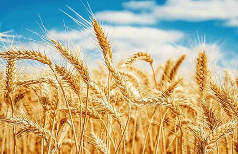 Khyber Pakhtunkhwa: Wheat procurement process started from May 7