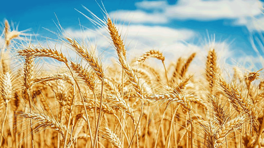 Khyber Pakhtunkhwa: Wheat procurement process started from May 7