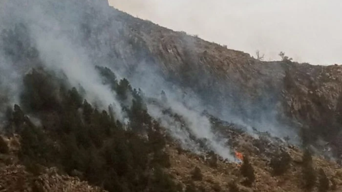 Lower Dir: The fire in the mountain forests of Talash has been brought under control