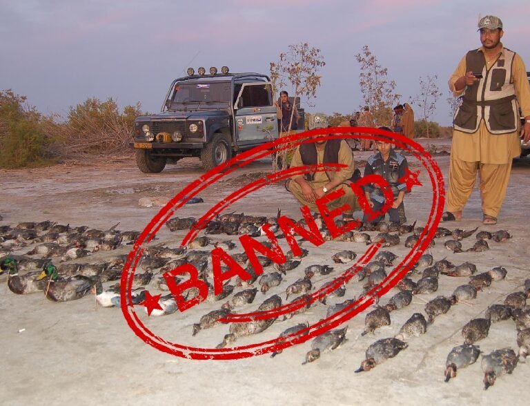 Peshawar: The district administration has banned the hunting of ducks and chickens
