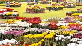 A pre-spring daisy display at Peshawar University