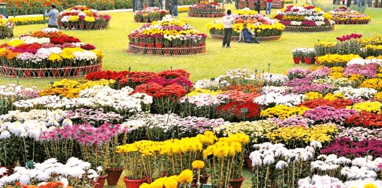 A pre-spring daisy display at Peshawar University