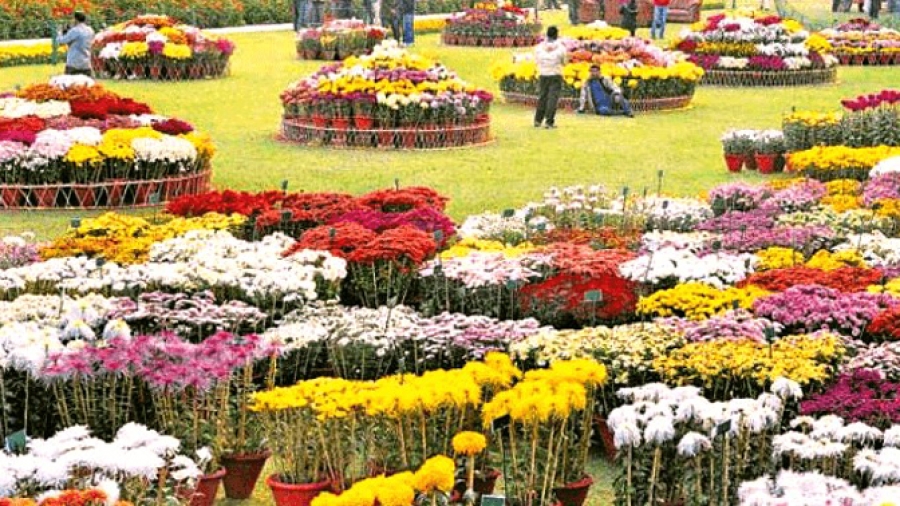 A pre-spring daisy display at Peshawar University