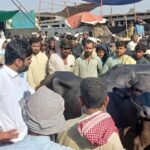 Deputy Commissioner's visit to cattle markets