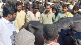 Deputy Commissioner's visit to cattle markets