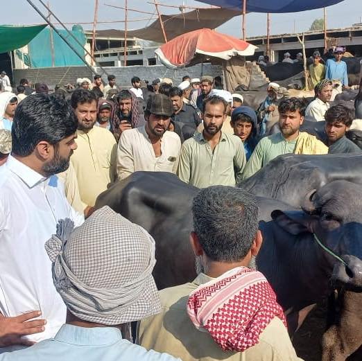 Deputy Commissioner's visit to cattle markets