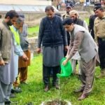 Kaghan Tree plantation