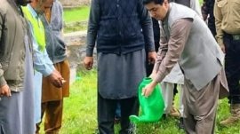 Kaghan Tree plantation