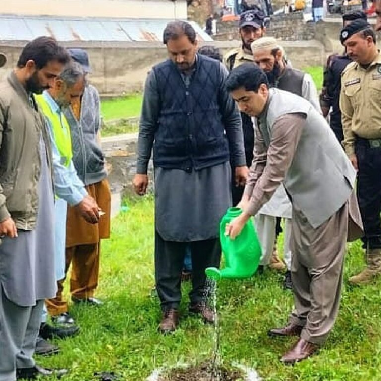 Kaghan Tree plantation