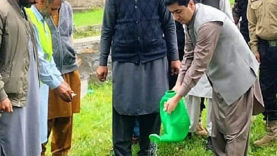 Kaghan Tree plantation