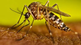 Khyber Pakhtunkhwa: 42 dengue cases reported in 24 hours