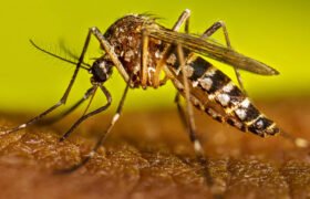 Khyber Pakhtunkhwa: 42 dengue cases reported in 24 hours