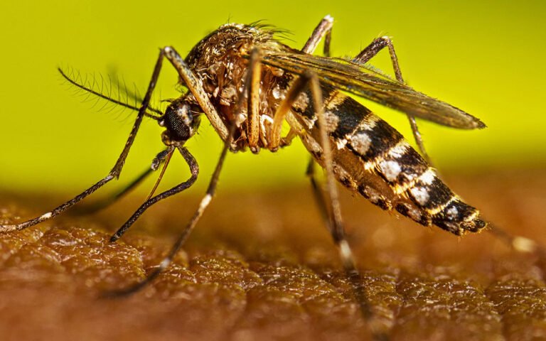 Khyber Pakhtunkhwa: 42 dengue cases reported in 24 hours