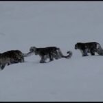 Chitral: Snow leopard attacks a herd of ibex, claims local hunter.