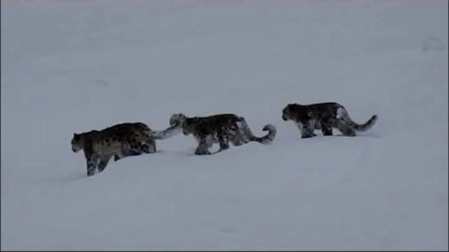 Chitral: Snow leopard attacks a herd of ibex, claims local hunter.